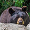 Draw a Bear