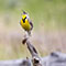 Sound Challenge: Birds