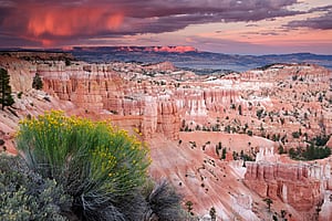 Bryce